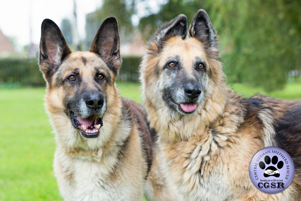 Molly and Bronx, a bonded pair of German SHepherds looking for a forever foster or adoption.