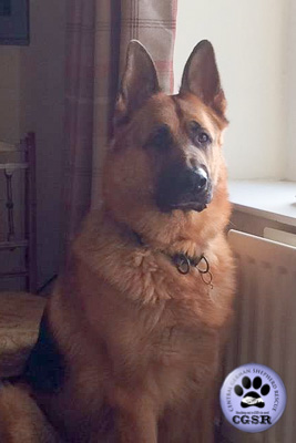 Quinn - a lovely 7 year old being assessed by Central German Shepherd Rescue.