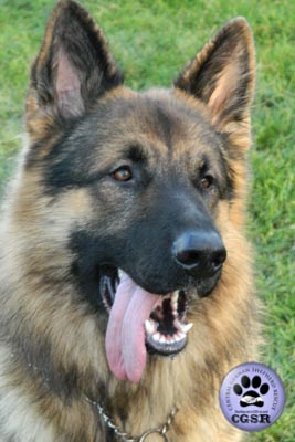Rhagar - a lovely 7 year old being assessed by Central German Shepherd Rescue.