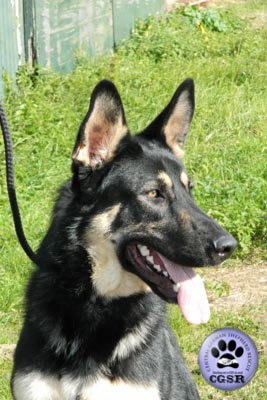 Smudge - a lovely 7 year old being assessed by Central German Shepherd Rescue.