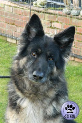 Sophie - a lovely 7 year old being assessed by Central German Shepherd Rescue.