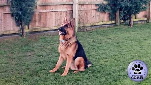Troy - a lovely 7 year old being assessed by Central German Shepherd Rescue.