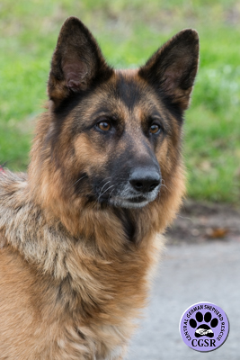 Tess successfully adopted from Central German Shepherd Rescue - CGSR
