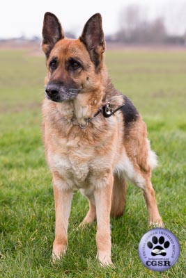 Marley - successfully adopted from Central German Shepherd Rescue