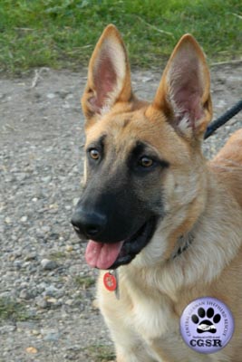 Bruno - currently looking for adoption with Central German Shepherd Rescue = www.centralgermanshepherdrescue.com/ - cgsr.co.uk
