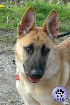 Bruno - currently looking for adoption with Central German Shepherd Rescue = www.centralgermanshepherdrescue.com/ - cgsr.co.uk