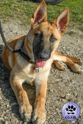 Bruno - successfully adopted from Central German Shepherd Rescue