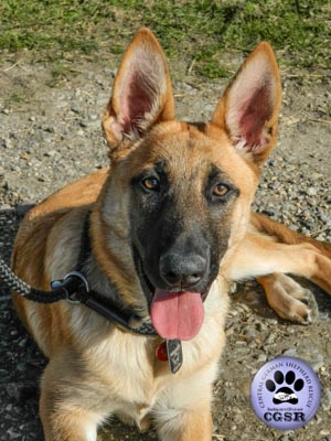 Bruno - currently looking for adoption with Central German Shepherd Rescue = www.centralgermanshepherdrescue.com/ - cgsr.co.uk