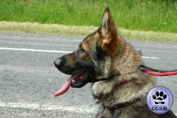 Ben - currently looking for adoption with Central German Shepherd Rescue = www.centralgermanshepherdrescue.com/ - cgsr.co.uk
