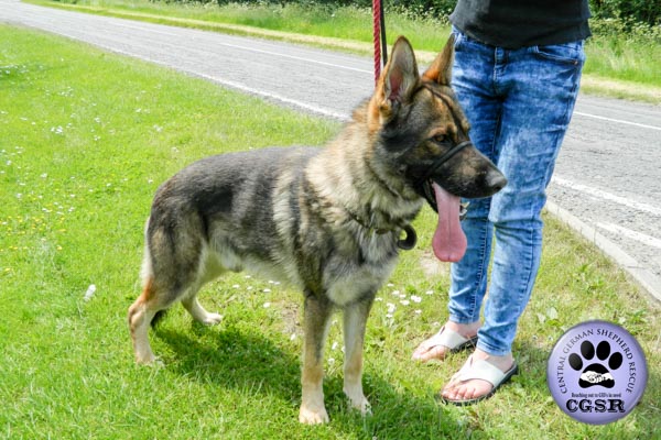 Ben - currently looking for adoption with Central German Shepherd Rescue = www.centralgermanshepherdrescue.com/ - cgsr.co.uk