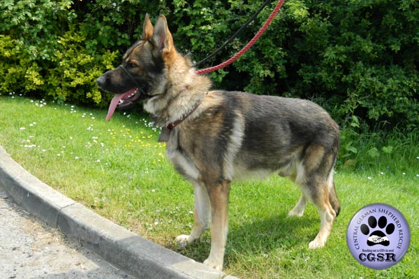 Ben - currently looking for adoption with Central German Shepherd Rescue = www.centralgermanshepherdrescue.com/ - cgsr.co.uk