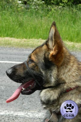 Ben - successfully renited by Central German Shepherd Rescue