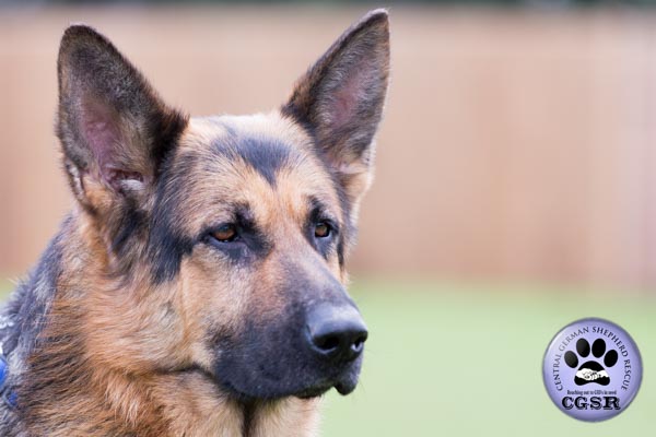 Buddy - currently looking for adoption with Central German Shepherd Rescue = www.centralgermanshepherdrescue.com/ - cgsr.co.uk