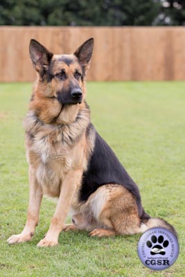 Buddy - currently looking for adoption with Central German Shepherd Rescue = www.centralgermanshepherdrescue.com/ - cgsr.co.uk