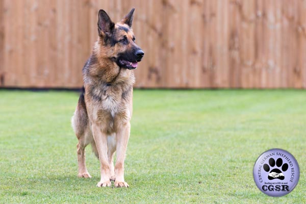 Buddy - currently looking for adoption with Central German Shepherd Rescue = www.centralgermanshepherdrescue.com/ - cgsr.co.uk