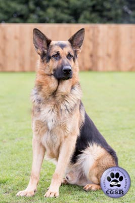 Buddy - currently looking for adoption with Central German Shepherd Rescue = www.centralgermanshepherdrescue.com/ - cgsr.co.uk