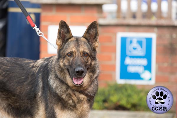 Carla - currently looking for adoption with Central German Shepherd Rescue = www.centralgermanshepherdrescue.com/ - cgsr.co.uk