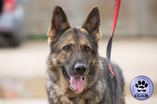 Carla - currently looking for adoption with Central German Shepherd Rescue = www.centralgermanshepherdrescue.com/ - cgsr.co.uk