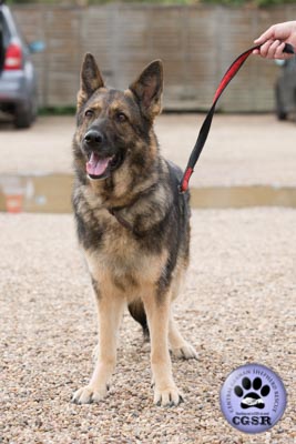 Carla - currently looking for adoption with Central German Shepherd Rescue = www.centralgermanshepherdrescue.com/ - cgsr.co.uk