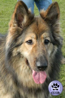 Connie - successfully renited by Central German Shepherd Rescue