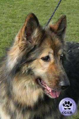 Connie - currently looking for adoption with Central German Shepherd Rescue = www.centralgermanshepherdrescue.com/ - cgsr.co.uk