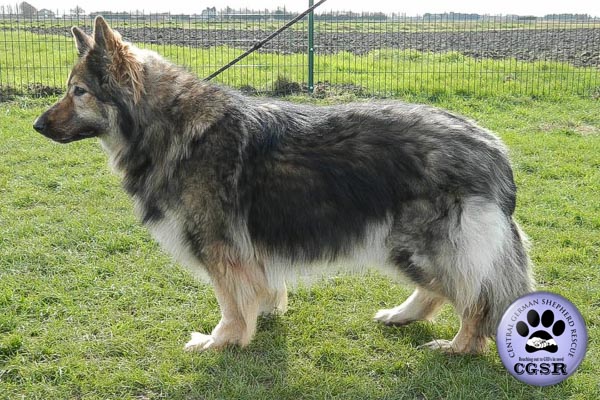 Connie - currently looking for adoption with Central German Shepherd Rescue = www.centralgermanshepherdrescue.com/ - cgsr.co.uk