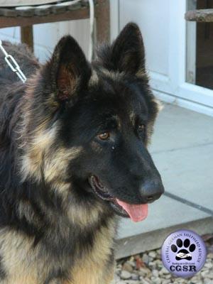Dax - successfully adopted from Central German Shepherd Rescue