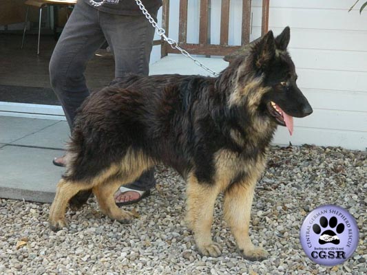 Dax - currently looking for adoption with Central German Shepherd Rescue = www.centralgermanshepherdrescue.com/ - cgsr.co.uk