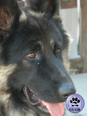 Dax - currently looking for adoption with Central German Shepherd Rescue = www.centralgermanshepherdrescue.com/ - cgsr.co.uk
