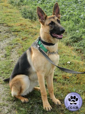 Grace - currently looking for adoption with Central German Shepherd Rescue = www.centralgermanshepherdrescue.com/ - cgsr.co.uk