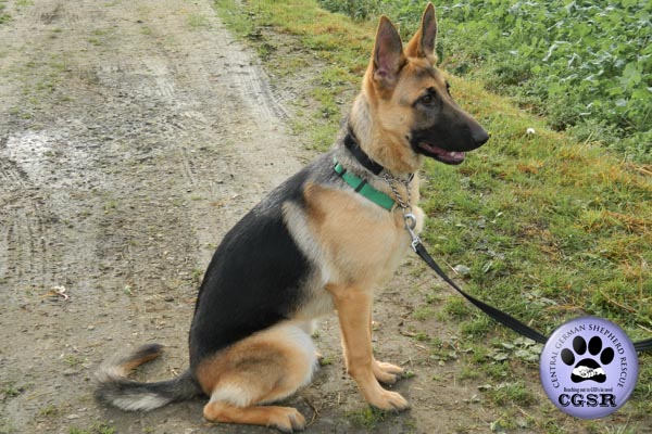 Grace - currently looking for adoption with Central German Shepherd Rescue = www.centralgermanshepherdrescue.com/ - cgsr.co.uk