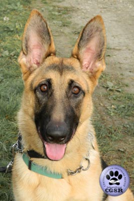 Grace - successfully adopted from Central German Shepherd Rescue