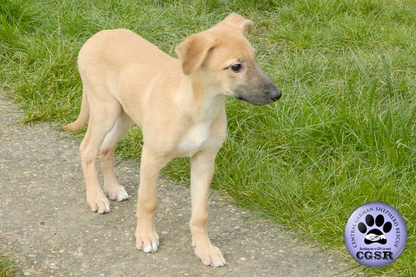 Max - currently looking for adoption with Central German Shepherd Rescue = www.centralgermanshepherdrescue.com/ - cgsr.co.uk