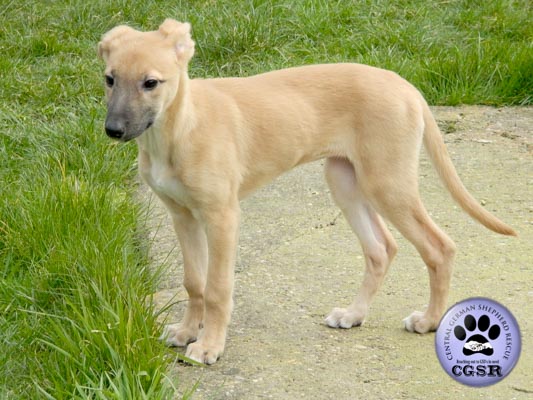 Max - currently looking for adoption with Central German Shepherd Rescue = www.centralgermanshepherdrescue.com/ - cgsr.co.uk
