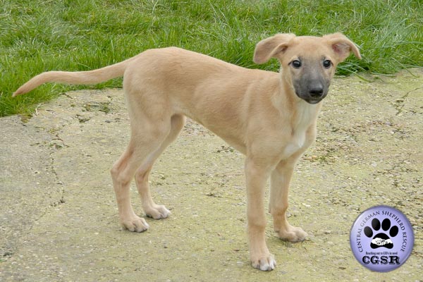 Izzy - currently looking for adoption with Central German Shepherd Rescue = www.centralgermanshepherdrescue.com/ - cgsr.co.uk