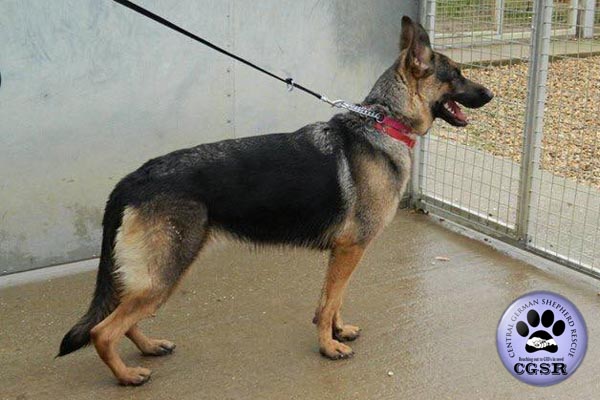 Connie - currently looking for adoption with Central German Shepherd Rescue = www.centralgermanshepherdrescue.com/ - cgsr.co.uk