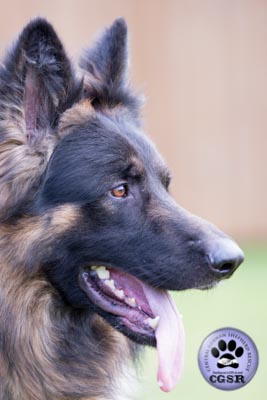 Max - successfully renited by Central German Shepherd Rescue