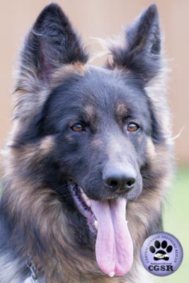Max - currently looking for adoption with Central German Shepherd Rescue = www.centralgermanshepherdrescue.com/ - cgsr.co.uk