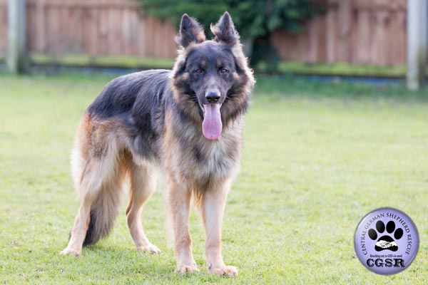 Max - currently looking for adoption with Central German Shepherd Rescue = www.centralgermanshepherdrescue.com/ - cgsr.co.uk