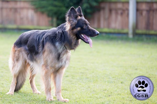 Max - currently looking for adoption with Central German Shepherd Rescue = www.centralgermanshepherdrescue.com/ - cgsr.co.uk