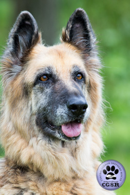Molly and Bronx - currently looking for adoption with Central German Shepherd Rescue = www.centralgermanshepherdrescue.com/ - cgsr.co.uk