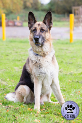 Molly and Bronx - currently looking for adoption with Central German Shepherd Rescue = www.centralgermanshepherdrescue.com/ - cgsr.co.uk