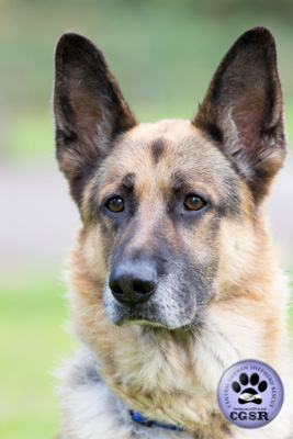 Molly and Bronx - currently looking for adoption with Central German Shepherd Rescue = www.centralgermanshepherdrescue.com/ - cgsr.co.uk
