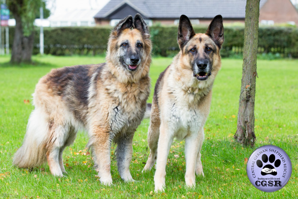 Molly and Bronx - currently looking for adoption with Central German Shepherd Rescue = www.centralgermanshepherdrescue.com/ - cgsr.co.uk
