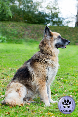 Molly and Bronx - currently looking for adoption with Central German Shepherd Rescue = www.centralgermanshepherdrescue.com/ - cgsr.co.uk