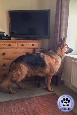 Quinn - currently looking for adoption with Central German Shepherd Rescue = www.centralgermanshepherdrescue.com/ - cgsr.co.uk