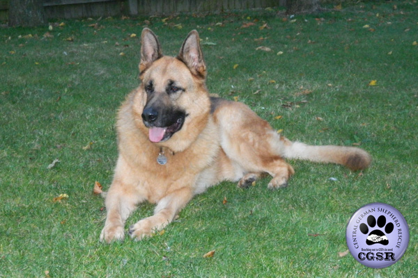 Quinn - currently looking for adoption with Central German Shepherd Rescue = www.centralgermanshepherdrescue.com/ - cgsr.co.uk