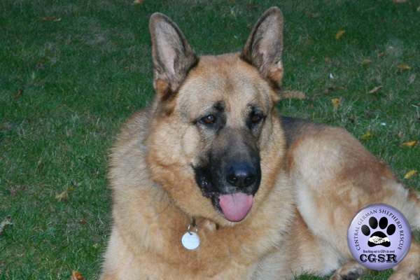 Quinn - currently looking for adoption with Central German Shepherd Rescue = www.centralgermanshepherdrescue.com/ - cgsr.co.uk