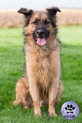 Rex - currently looking for adoption with Central German Shepherd Rescue = www.centralgermanshepherdrescue.com/ - cgsr.co.uk