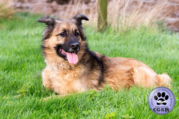 Rex - currently looking for adoption with Central German Shepherd Rescue = www.centralgermanshepherdrescue.com/ - cgsr.co.uk